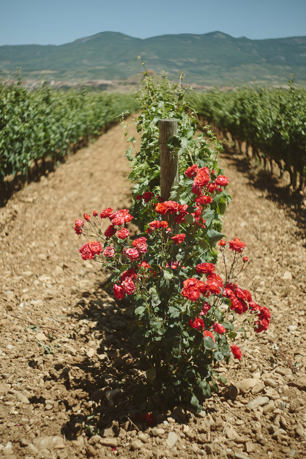 013-vineyard-road-trip-to-spain